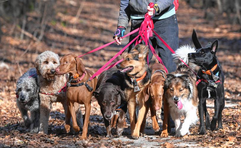 Hiking Paws founder Margot Van Natta takes her eight charges out for fun and fresh air at Temple Woods in Greenfield in 2018. The 13-year-old dog hiking company based in Bernardston is looking for some new canines to join the pack for an hour each week.