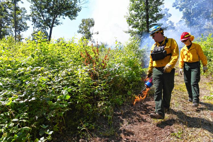 Personnel use a drip torch to spread a controlled burn in the Leyden Wildlife Management Area on Wednesday.