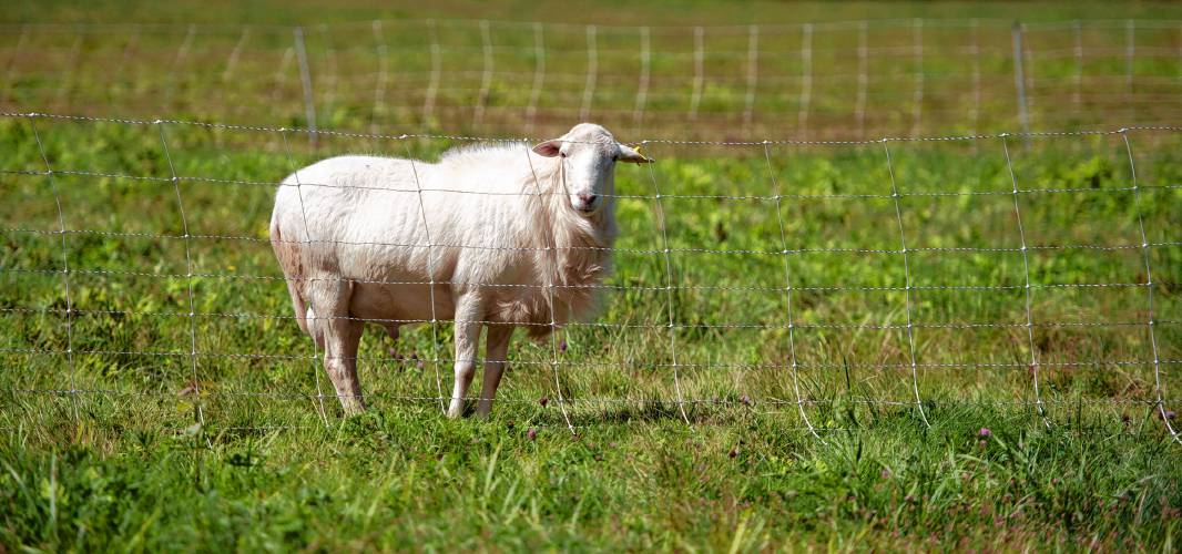 A ram in a movable fence at Stonebridge Farm in Chesterfield. One of the climate change-related strategies the farm employs is called rotational grazing, which involves moving groups of animals through a field one small section at a time. The animals eat everything down to a certain point before moving on, giving that area time to rejuvenate with the help of their manure.