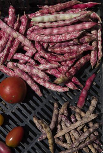 Shirazi beans and seeds picked by Leila Rezvan, co-owner Keshtyar Seeds located at Stonebridge Farm in Chesterfield.