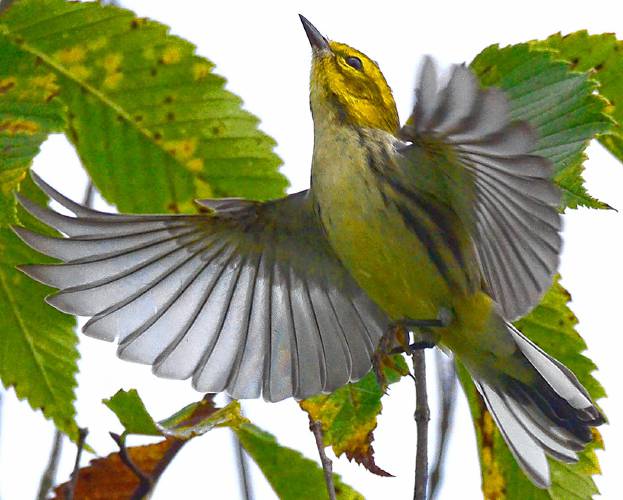 This juvenile black-throated green warbler, which weighs the same as two nickels, is starting a journey of 2,000 miles or more.