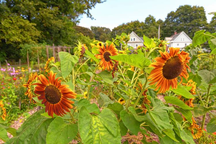 The Pleasant Street Community Garden in Greenfield broke ground 25 years ago when local farmer Rich Pascale volunteered to till some land at the corner of School and Pleasant Streets, making it possible for locals to create a community garden on the grounds of a former elementary school.