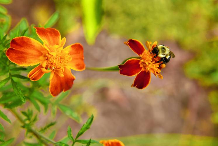 Pollinators at work at the Pleasant Street Community Garden in Greenfield.