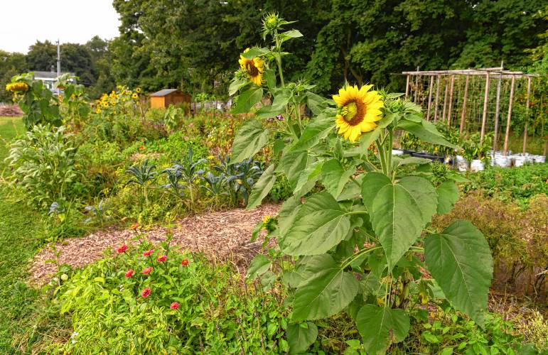 “The community garden was one of my first gardening experiences,” said Greenfield resident Dorothea Sotiros, who over the years became an avid, knowledgeable gardener. “By growing my own, I have some control over what goes into my food. At the community garden, we worked as a group and collaborated with local farmers, so I learned a lot.”