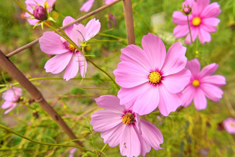 Flowers grow in abundance at the Pleasant Street Community Garden in Greenfield.