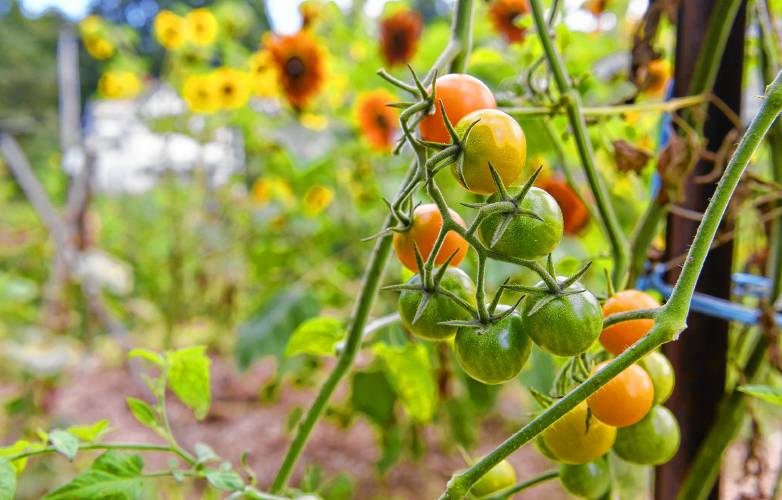 Sungold tomatoes ripen on the vine at the Pleasant Street Community Garden in Greenfield.