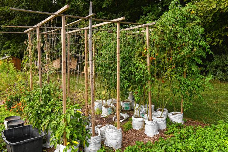 Tomatoes growing in a trestle system at the Pleasant Street Community Garden in Greenfield.