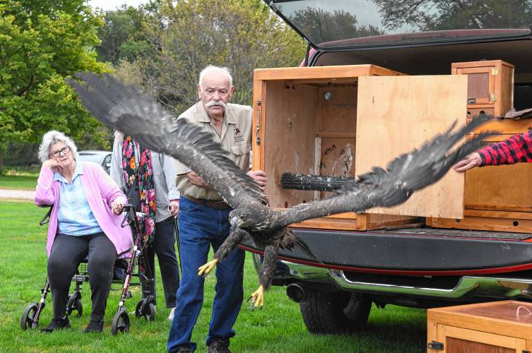 Tom Ricardi of the Birds of Prey Rehabilitation Center in Conway releases a juvenile female bald eagle in Deerfield on Saturday after nursing it back to health for four months. The raptor was found along the Connecticut River in Holyoke with an injured wing and eye infections. The bird flew off to the delight of the crowd that had gathered to watch the release.