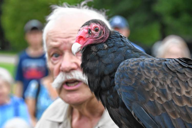 Tom Ricardi of the Birds of Prey Rehabilitation Center in Conway shows his resident turkey vulture, one of his favorites, to those who came to see him release a rehabilitated young bald eagle in Deerfield on Saturday.