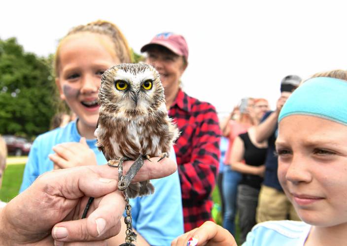 Tom Ricardi of the Birds of Prey Rehabilitation Center in Conway introduces a tiny saw-whet owl to those who came to see him release a rehabilitated young bald eagle in Deerfield on Saturday.