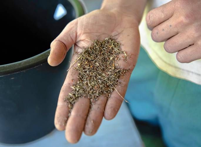 Leila Rezvan, co-owner of Keshtyar Seeds at Stonebridge Farm in Chesterfield, holds seeds from Persian Cress, which have not yet been separated from the chaff. 