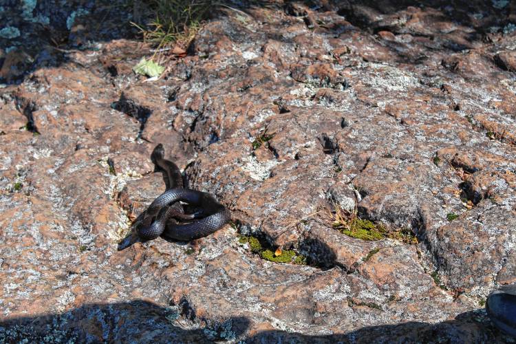 After sending photos of the snake found on Thursday to the Environmental Police, Greenfield Police Officer Marcus Johansson said officers believed it was an Eastern rat snake, the longest snake in Massachusetts that is listed as an endangered species.