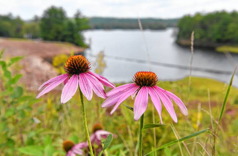 Wildflowers grow along the dam at Tully Lake in Royalston.