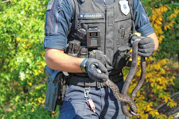 Greenfield Police Officer Marcus Johansson releases a possibly endangered snake near Poet’s Seat Tower in Greenfield on Thursday.