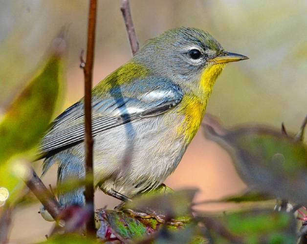 Was it too much to ask that the gods send me a gift, like this juvenile northern parula that I saw back in 2019?