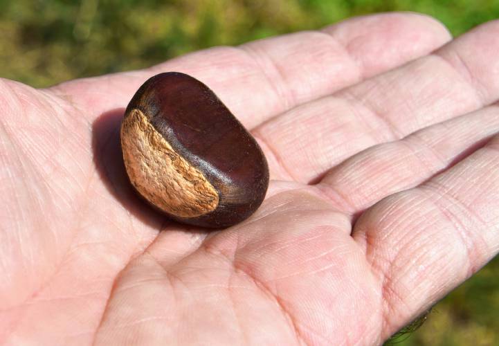 A chestnut at Big River Chestnuts in Sunderland. 