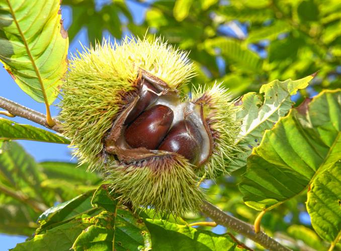 Chestnuts are seen in this bursting burr at Big River Chestnuts in Sunderland.