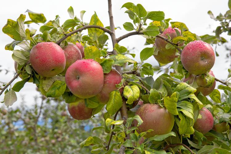 Currently, Gala, Courtland, Honeycrisp, and Macintosh apples are currently ready at Apex Orchards in Shelburne Falls. Macoun, Empire, Fuji, and Golden Delicious will follow soon.