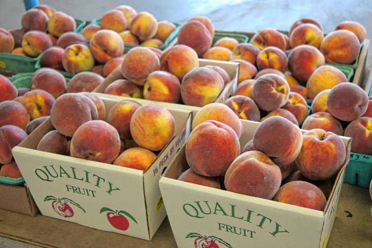 Currently, Apex Orchards has a large crop of late-season peaches, which are for sale until they sell out.