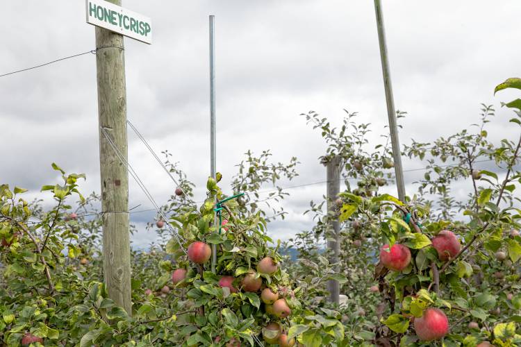 Honeycrisp varieties can be prone to storage rot and require special handling: they have to be at one temperature for a defined period, and then stored at a different temperature from the traditional varieties. Apex has a separate cold room just for Honeycrisp varieties.