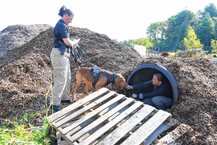 Erving K-9 Officer Laura Gordon and Ziva scent tracked Kelly Veautour to her hiding place in a pile of mulch at the Orange Department of Public Works next to the Orange Municipal Airport on Monday, where the Northeast Houndsmen organized training exercises for tracking dogs and their handlers.