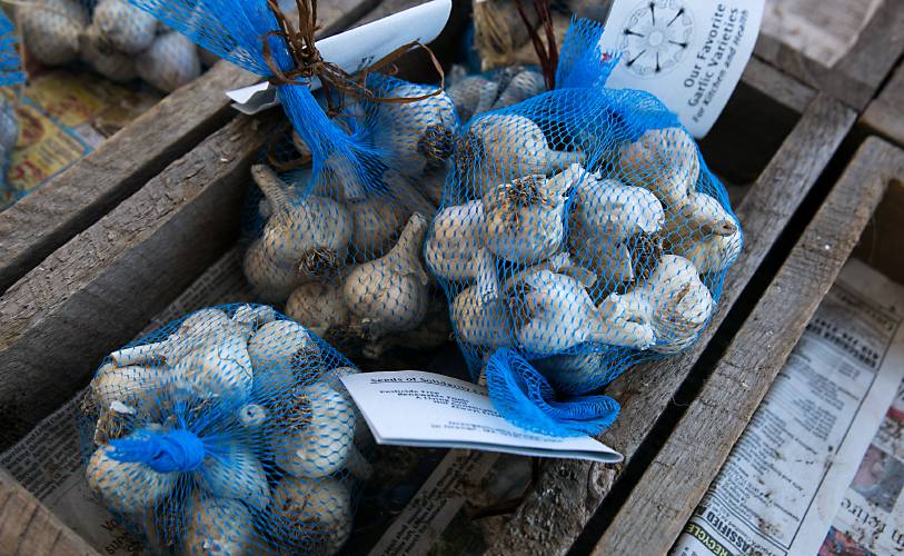 Garlic for sale during the 2017 North Quabbin Garlic and Arts Festival in Orange. The 26th rendition of the event is set for Saturday, Sept. 28, and Sunday, Sept. 29.