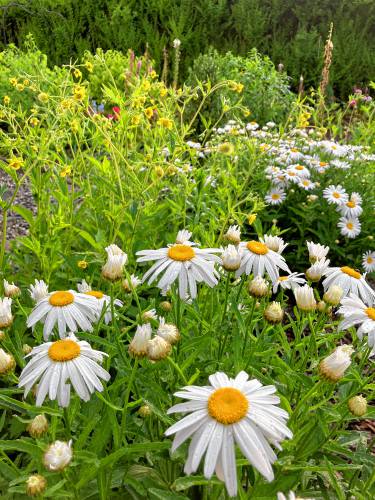 The garden in front of Olivia Cather’s Greenfield home is inspired by English-country traditions, while the areas behind the house echo French styles. Cather opts for native plants when possible, and finds they adapt better and require less watering and tending. While Shasta daisies are common in many area gardens, Cather chose a native variety called Silver Princess.