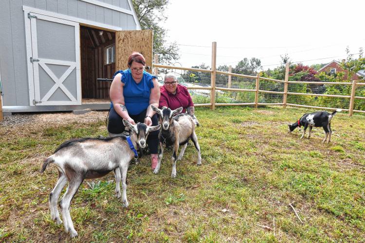 Jamie Jackman, a recovery home program manager for ServiceNet, and Haylee Keene, a ServiceNet residential program supervisor, with the three new goats that are cared for by residents of ServiceNet’s group home on Lower Road in Deerfield. The goats are named Larry, Curly and Moe.