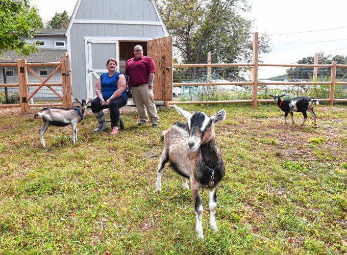 Jamie Jackman, a recovery home program manager for ServiceNet, and Haylee Keene, a ServiceNet residential program supervisor, with the three new goats that are cared for by residents of ServiceNet’s group home on Lower Road in Deerfield. The goats are named Larry, Curly and Moe.