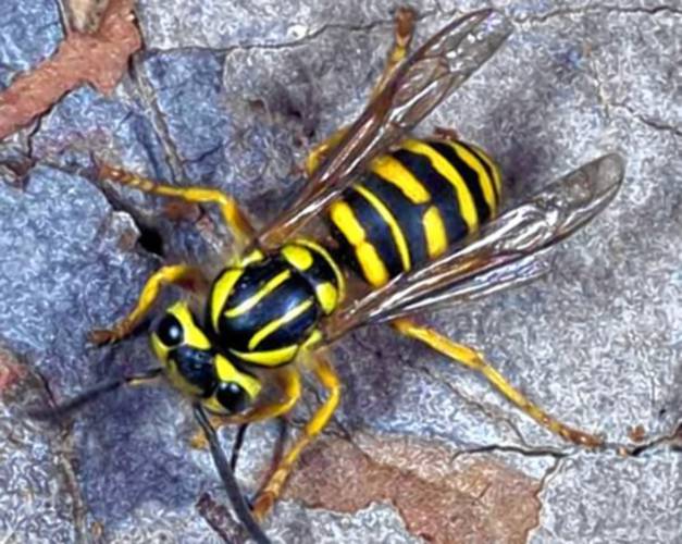 A southern yellowjacket, or Vespula squamosa.