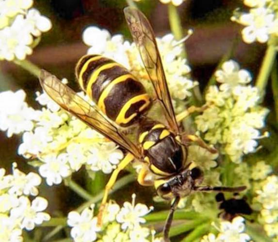 An eastern yellowjacket, or Vespula maculifrons.