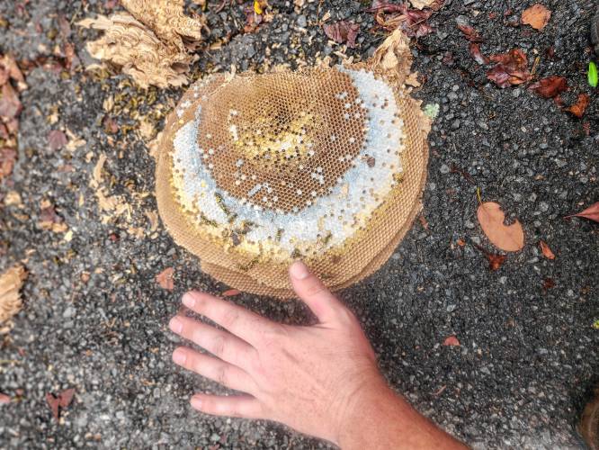 One of the yellowjacket nests removed by Thomas Glazier, co-owner of the Greenfield-Pittsfield territory of Mosquito Joe, earlier this year, with his left hand next to it for comparison.