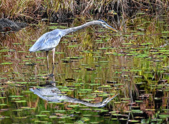 A great blue heron cranes its neck forward, patiently waiting for prey at Satan’s Kingdom Wildlife Management Area in Northfield.