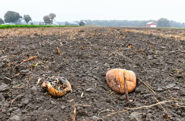 Rotting pumpkins in a field at Bardwell Farm in Hatfield. Some local squash and pumpkin farmers are bearing the burden of Phytophthora capsici, a soil-based disease.