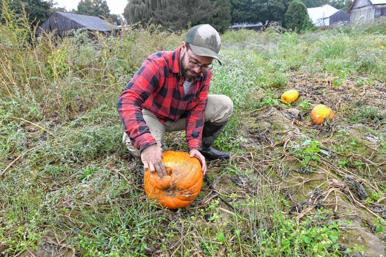 Hatfield farmer Harrison Bardwell pushes his fingers into a rotting pumpkin in one of his fields. Some local squash and pumpkin farmers are bearing the burden of Phytophthora capsici, a soil-based disease.