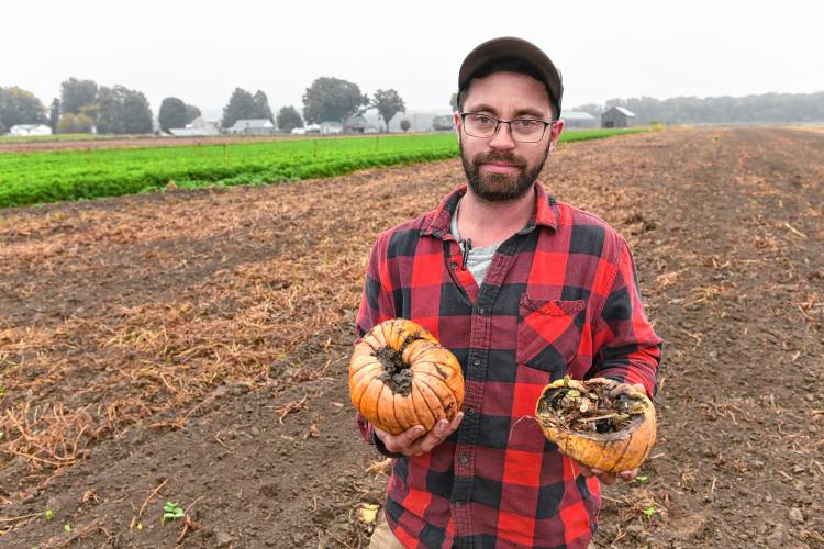 Hatfield farmer Harrison Bardwell in his pumpkin field that fell victim to Phytophthora capsici.