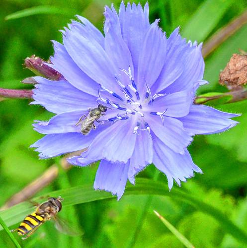 This common chicory flower was bustling with activity. A small native bee species was looking for nectar, while a hoverfly species was waiting for a chance to grab some pollen.