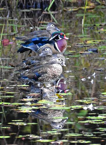 A family of wood ducks sits in a row at Satan’s Kingdom Wildlife Management Area in Northfield.