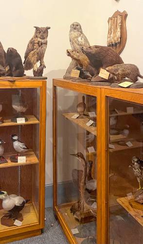 The Powers Institute Museum in Bernardston includes a taxidermy collection by Bernardston-born citizen naturalist Luman R. Nelson. The room features more than 150 mounted species of birds and mammals collected by Nelson during the first half of the 1900s. Among the many mammals in the collection is a fisher cat, an albino red fox and an albino porcupine.