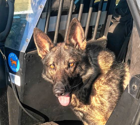 K-9 Artie is pictured in the back of the Montague Police cruiser that members of the community raised money to buy for his handler, Montague Police Officer James Ruddock. Artie was euthanized on Wednesday, Oct. 2.