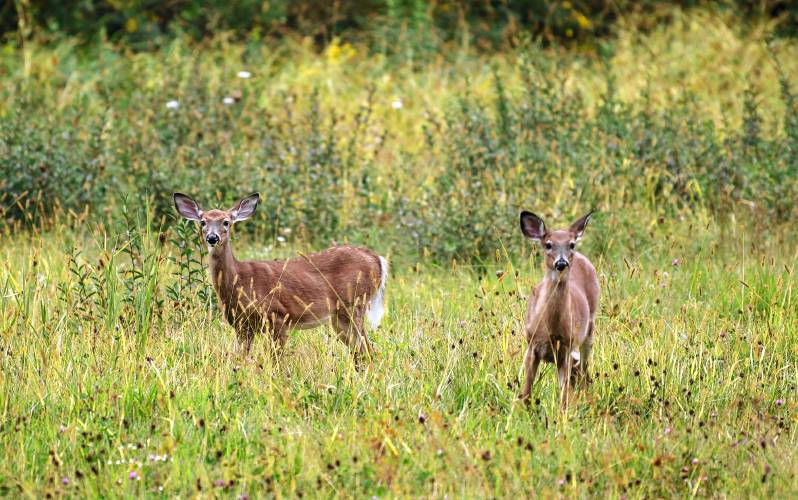 Two deer in Deerfield look up while grazing in a field.