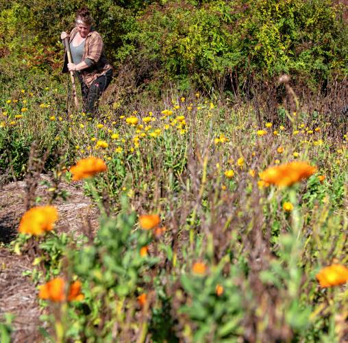 Anne Wagner, owner of Blue Crow Botanicals, in her gardens in Greenfield.