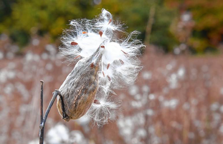 A milkweed pod opens to disperse its seeds in a field of milkweed in Montague.