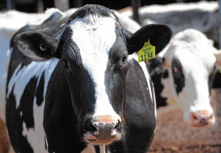 Massachusetts has become the only state to test all of its dairy herds and achieve 100% negative results for the Highly Pathogenic Avian Influenza virus.