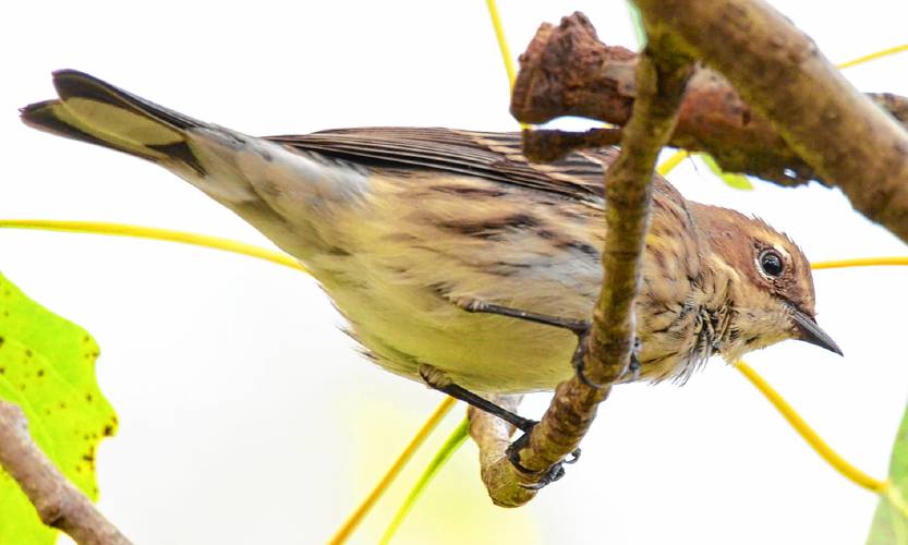 This immature female yellow-rumped warbler came so close to me that I actually had to zoom out with my telephoto lens. There is almost no hint of yellow on this particular bird, but the white panels on the tail feathers are a dead giveaway.