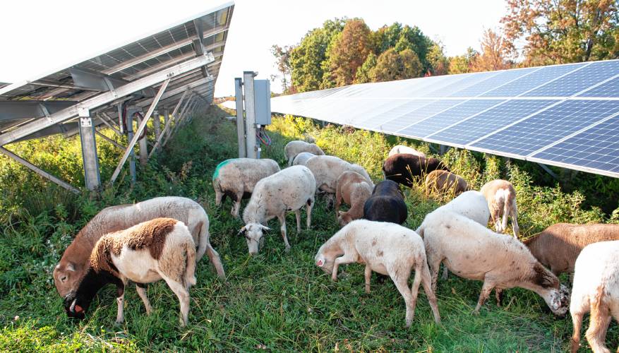 A herd of 120 sheep owned by Finicky Farm of Northfield graze at a Nexamp solar farm in Hadley.