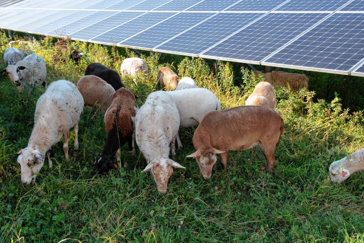 A herd of 120 sheep owned by Finicky Farm of Northfield graze at a Nexamp solar farm in Hadley.