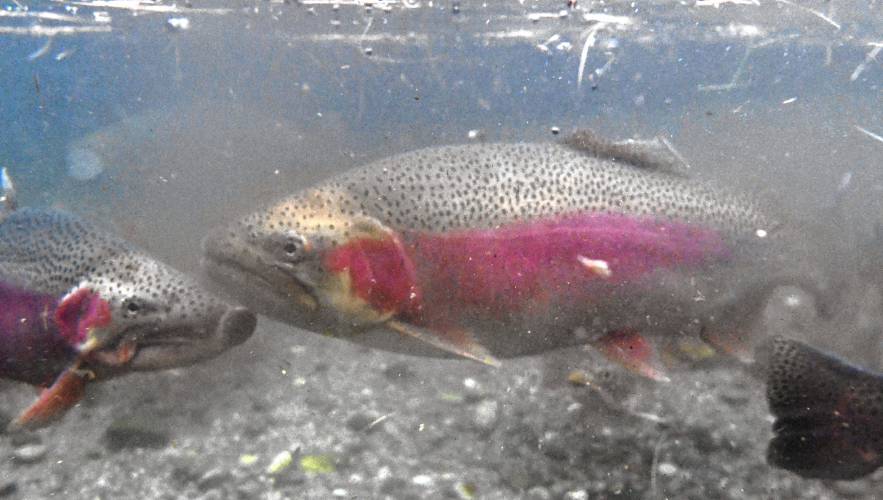 Advocates for the Deerfield River affirmed their support for a request to the Division of Fisheries and Wildlife asking the agency to cease stocking rainbow trout, pictured at the Bitzer Hatchery in Montague, in the upper Deerfield River on Thursday.