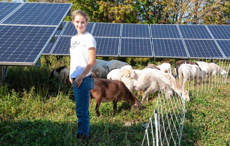 Elspeth Robertson-DuBois, with the family-owned Finicky Farm of Northfield, stands with a herd of 120 sheep grazing at a Nexamp solar farm in Hadley.