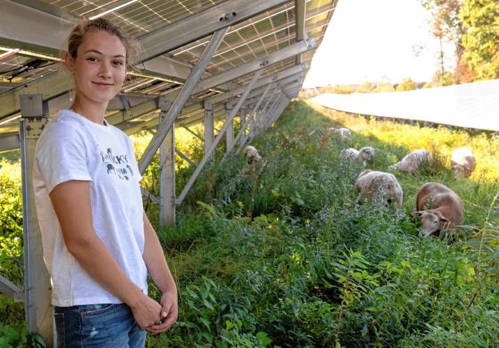 Elspeth Robertson-DuBois, with the family-owned Finicky Farm of Northfield, stands with a herd of 120 sheep grazing at a Nexamp solar farm in Hadley.